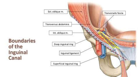 Inguinal Canal - Borders, Contents and Clinical Importance | Medical ...