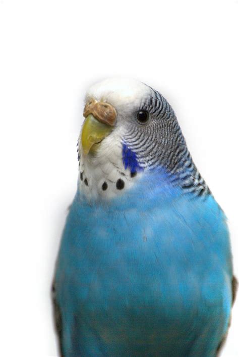 Blue Budgie Photograph by Nathan Abbott | Pixels