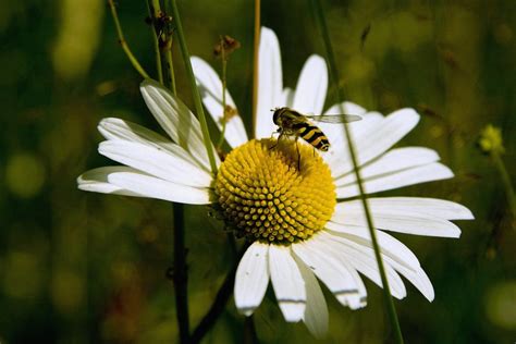 Stripped little bee on a Common Daisy | Tiny yellow bee with… | Flickr