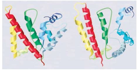 Protein Folding Dynamics