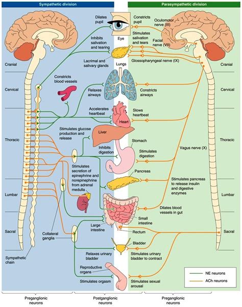 34 best Anatomy and Physiology 2 study images on Pinterest | Physiology, Anatomy and Anatomy ...