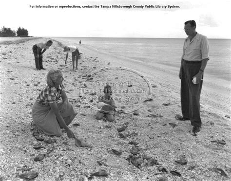 shelling on the beaches of sanibel a long time ago | Captiva island ...