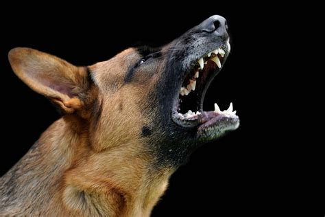 How to Stop My German Shepherd Dog Barking at Night