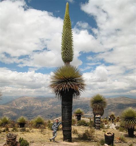 Conservation Biologist on Instagram: “Puya raimondii, Queen of the Andes, Titanka (Quechua), the ...