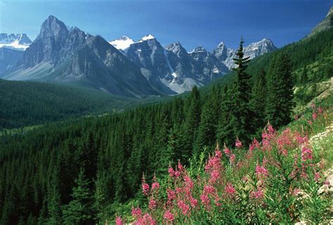 Rocky Mountains, Colorado, USA | Forest, Boreal forest, Conifer trees