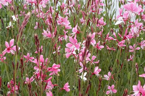 Gaura lindheimeri 'Siskiyou Pink' (Pink gaura) - Plantinfo