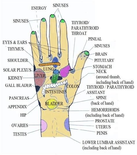 Acupressure points present on the palm. [5] | Download Scientific Diagram