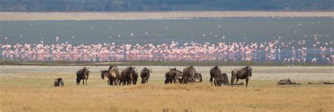 Ngorongoro Crater Safari