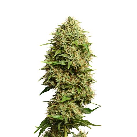 Fatkid’s Cake Cannabis Seeds - Amsterdam Genetics