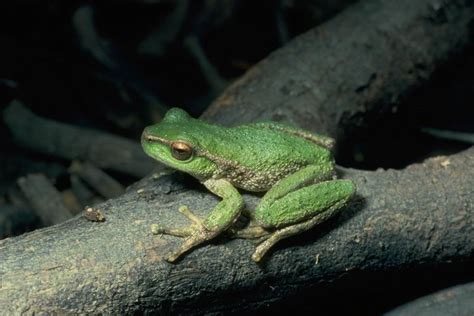 Endangered species: Spotted tree frog - Australian Geographic