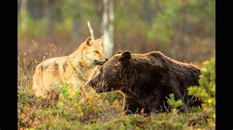 Unusual Friendship Between Wolf And Bear Documented By Finnish Photographer - YouTube