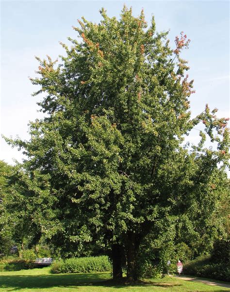 Silver maple | Fast-Growing, Shade, Ornamental | Britannica