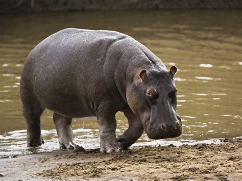 Sakepedia: Common Hippopotamus