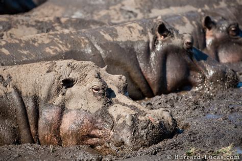 Hippo Wallowing - Burrard-Lucas Photography