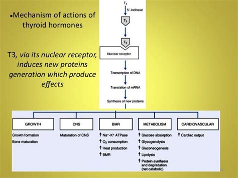 Thyroid & antithyroid drug