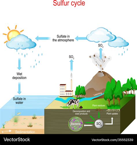 Sulfur cycle biogeochemical cycle Royalty Free Vector Image