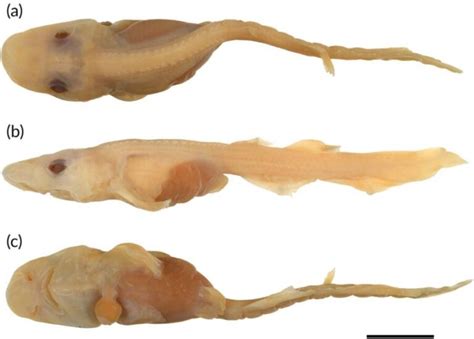 New Deep-Sea Demon Catshark Species Discovered In Australia