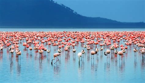 Safari In Lake Nakuru National Park - Horizon Guides