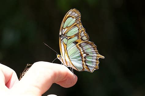 Archived: The Butterflies of Iguazú Falls, Argentina | Events | Aquarium of the Pacific