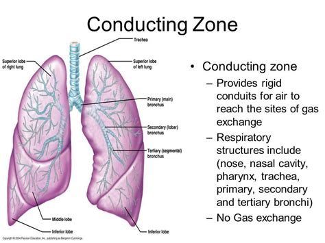 Which of the Following Is a Conducting Zone Structure