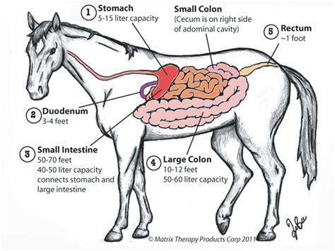 Rice County 4-H Equine Knowledge: Equine Digestive System