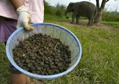 Six Animal Droppings That Are Used As Food | Article Most Wanted