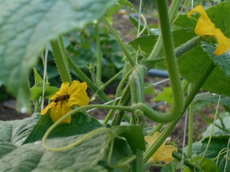 THE BEES, THE POLLINATION, THE CUCURBITS AND THEIR STRONG RELATIONSHIP ...