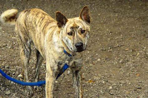 Ryukyu Life: Special Ryukyu Dog Photo: The Turaa Inu