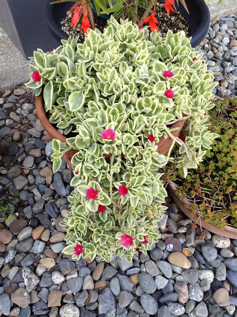 Ice plant | Succulent gardening, Plants, Succulents garden