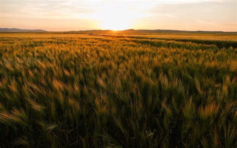 Corn Field Desktop Wallpapers - 4k, HD Corn Field Desktop Backgrounds on WallpaperBat