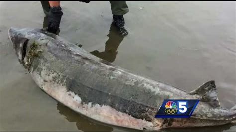 Real-life lake monster discovered in Lake Champlain's waters