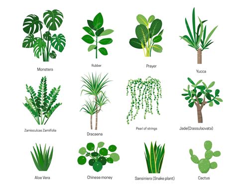 Plantas de interior o flores con nombres aislados. | Vector Premium