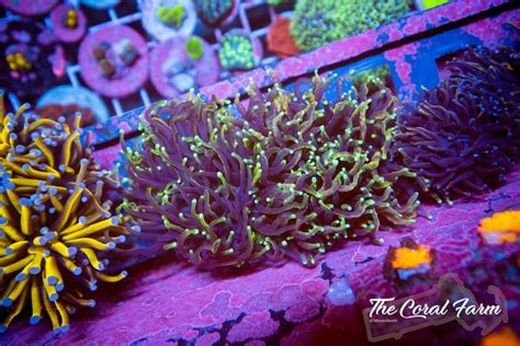 Dragon Soul Gold Torch Coral Frags - Buy Online!