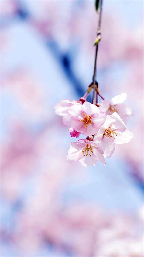 Sakura iPhone Wallpapers - Wallpaper Cave