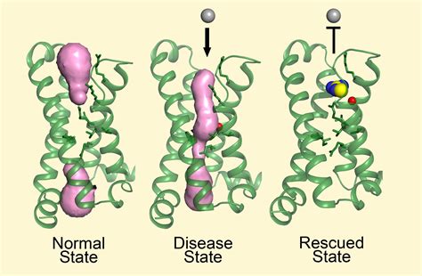 Structure Reveals Mechanism Behind Periodic Paralysis