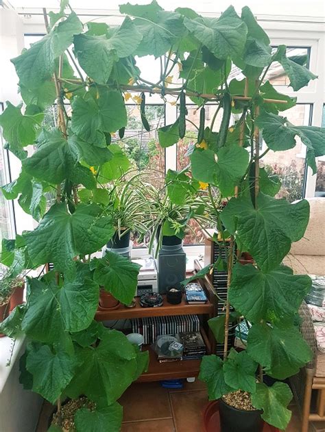 Everything About Growing Cucumbers Indoors | Indoor Garden Web