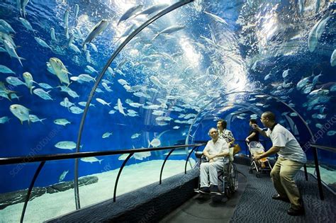 Shanghai aquarium, China - Stock Image - C010/6487 - Science Photo Library