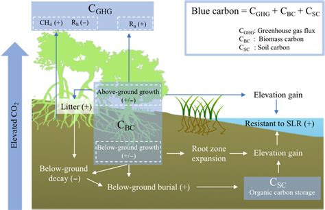 Elevated atmospheric CO 2 effects on mangrove blue carbon sequestration ...