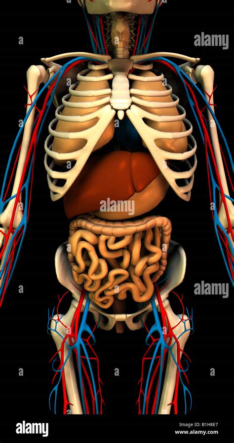 anatomy skeleton with organs Stock Photo - Alamy