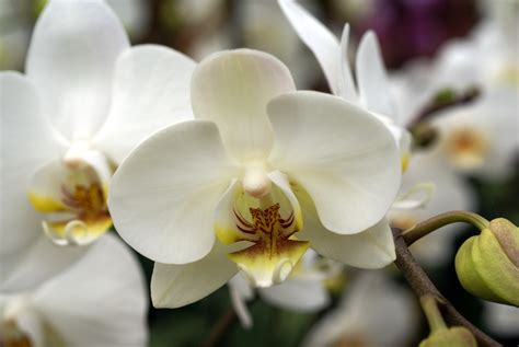 How To Care For Orchids Flower - InspirationSeek.com