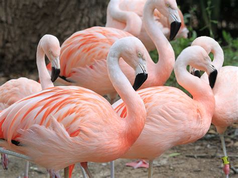 Chilean Flamingo| Alexandria Zoo