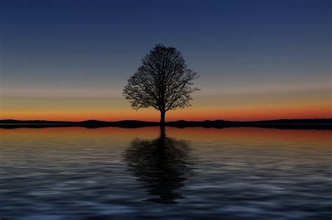 Download Tree, Lake, Reflection. Royalty-Free Stock Illustration Image ...