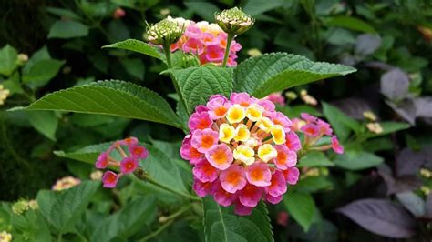 Medicinal Plants: Lantana