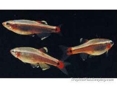 Minnows - Fish encyclopedia, with not all species