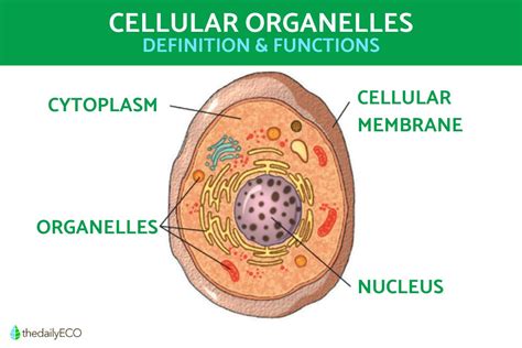 Cell Organelles-Structure, Types And Their Functions, 43% OFF