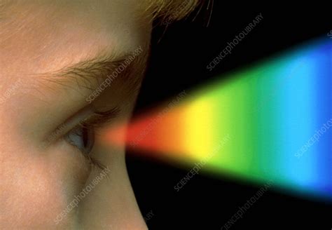 Colour vision: spectrum of light entering the eye - Stock Image - P420/0340 - Science Photo Library