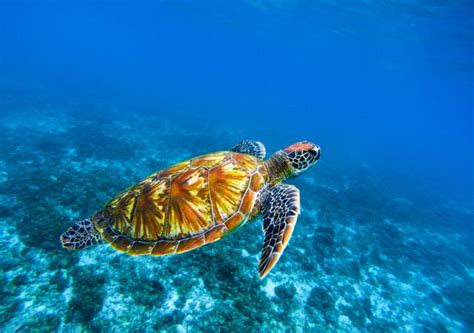 Threatened Oceans: Why Are Sea Turtles Endangered?