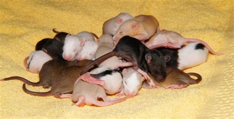 When is the Rat's Breeding Season? - World Class Wildlife Removal