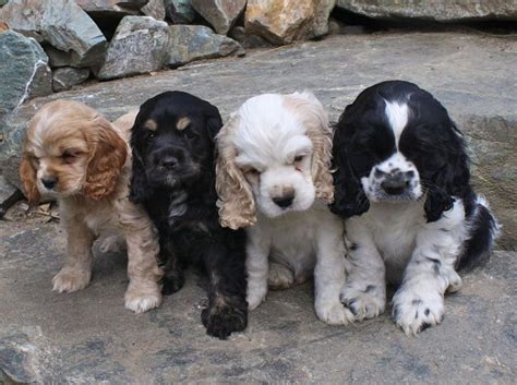 Adorable set of four cocker spaniel puppies in different color ...