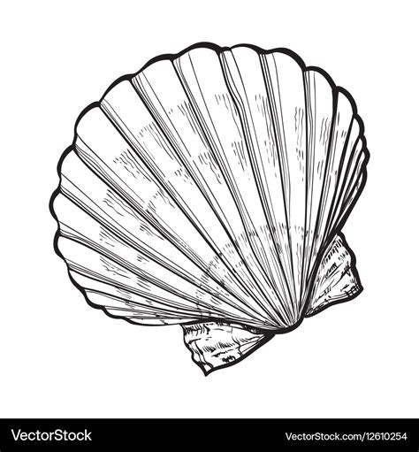 Saltwater scallop sea shell isolated sketch style Vector Image